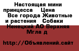 Настоящая мини принцесса  › Цена ­ 25 000 - Все города Животные и растения » Собаки   . Ненецкий АО,Верхняя Мгла д.